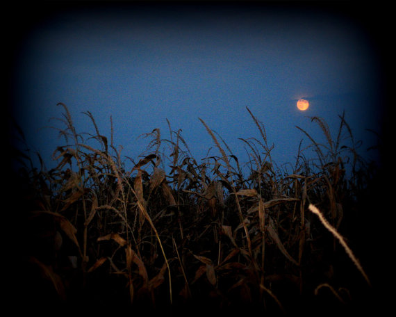 Dark farms. Beck a Western Harvest field by Moonlight. A Western Harvest field by Moonlight. Corn c Moon.